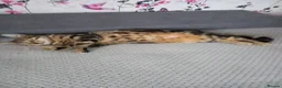 Mixed Breed cats for sale: Kittens in Skelmersdale - Advert 1