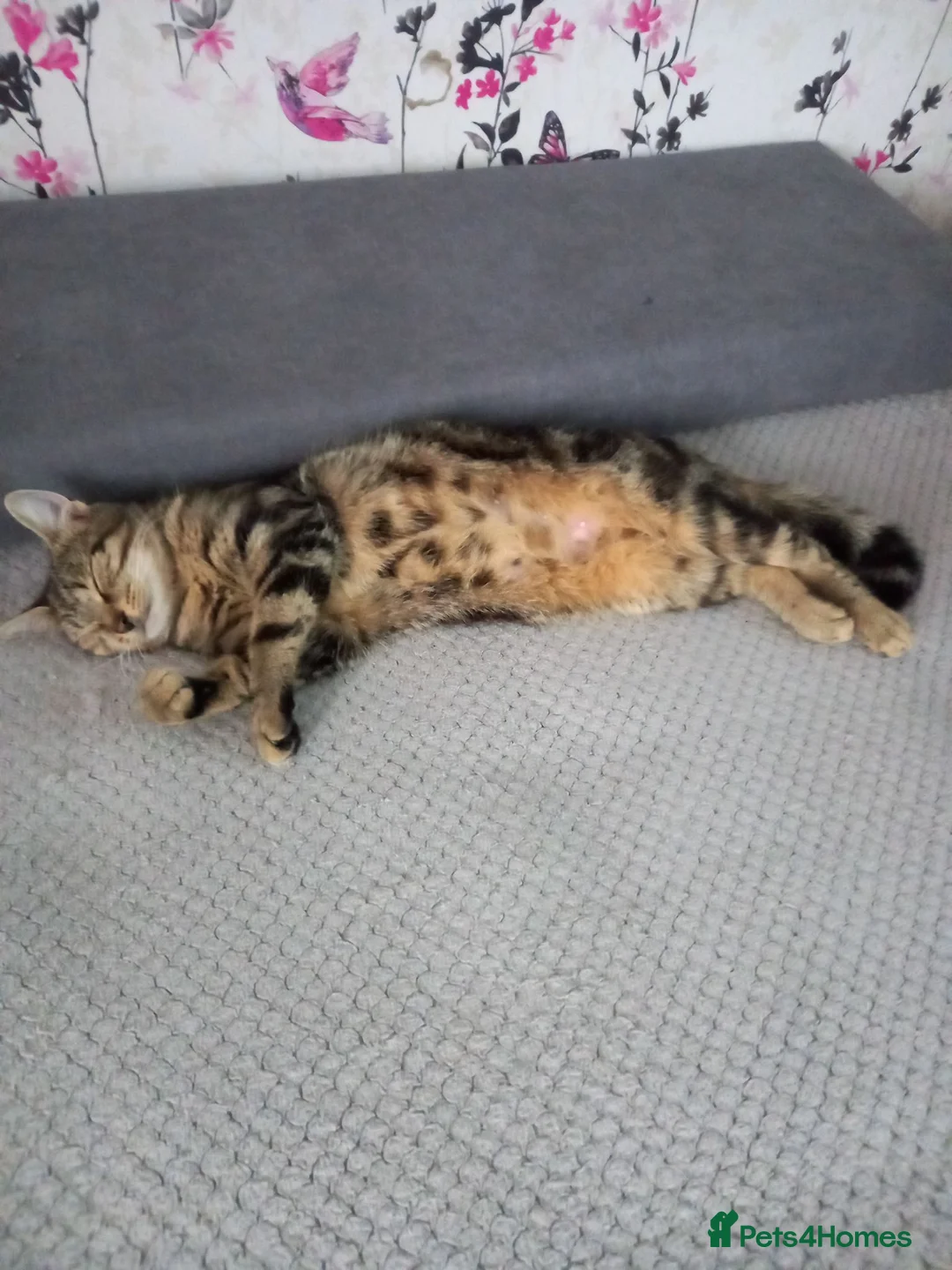 Mixed Breed cats for sale: Kittens in Skelmersdale - Advert 1