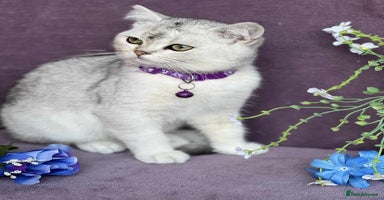 British Shorthair cats - Advert 3