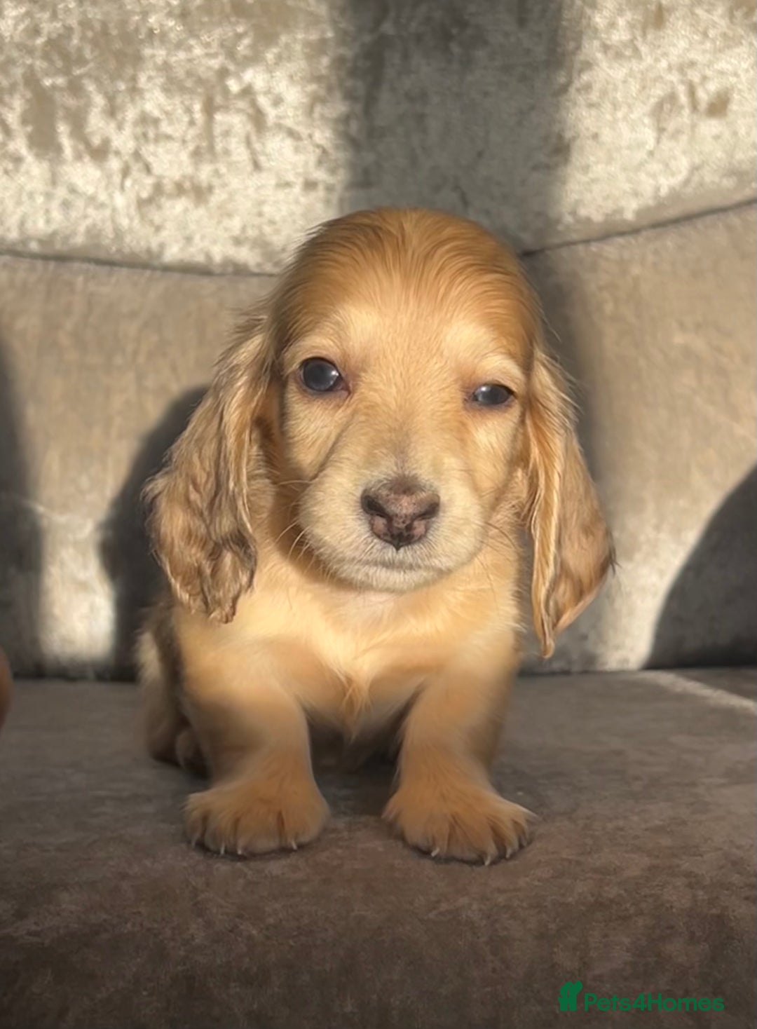 Dachshund dogs for sale: KC miniature long hair dachshunds for sale - Advert 9