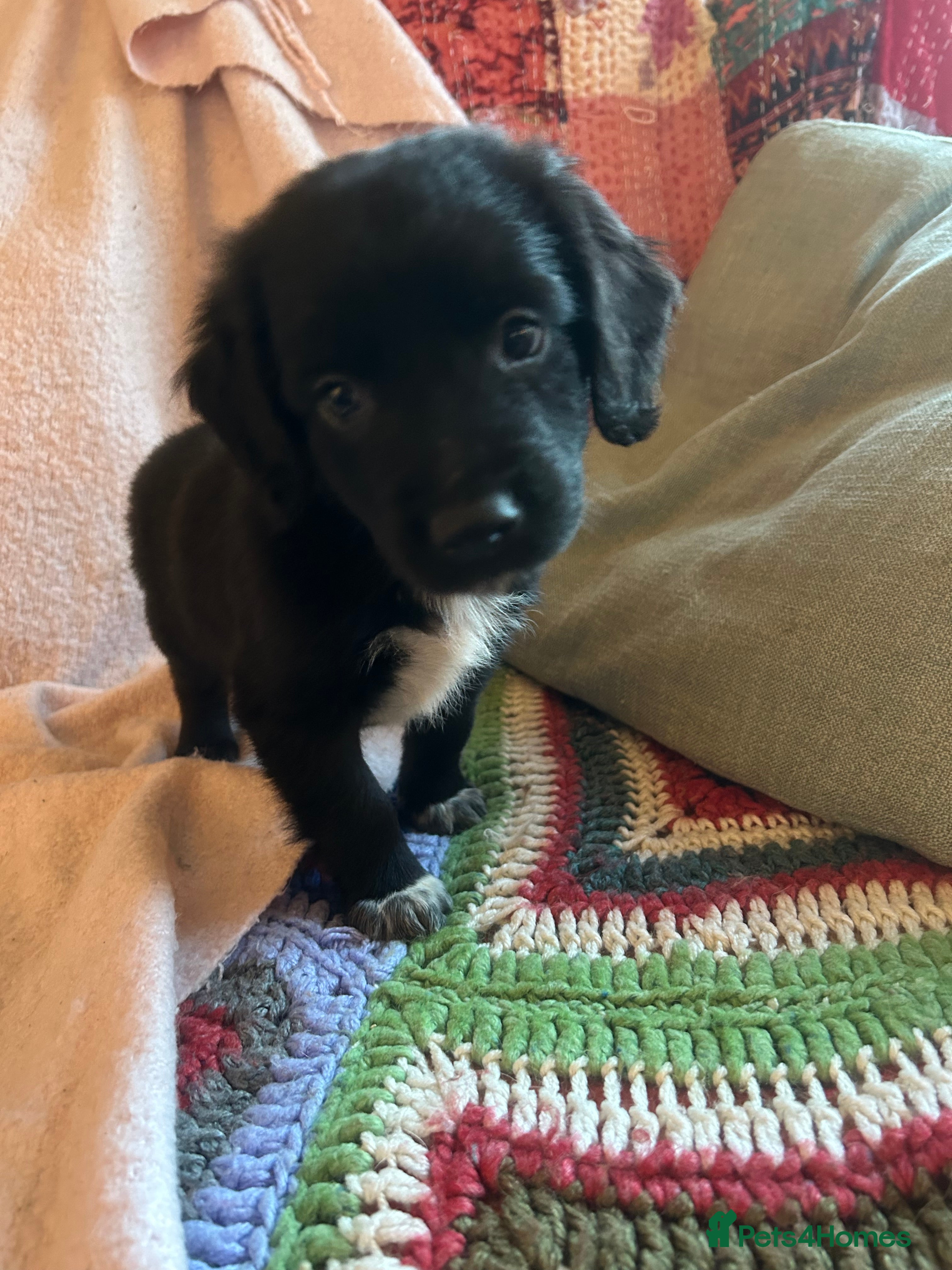 Mixed Breed dogs GORGEOUS COCKER SPANIEL/BORDER COLLIE PUPS - Advert 2