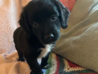 Mixed Breed dogs GORGEOUS COCKER SPANIEL/BORDER COLLIE PUPS - Advert 1