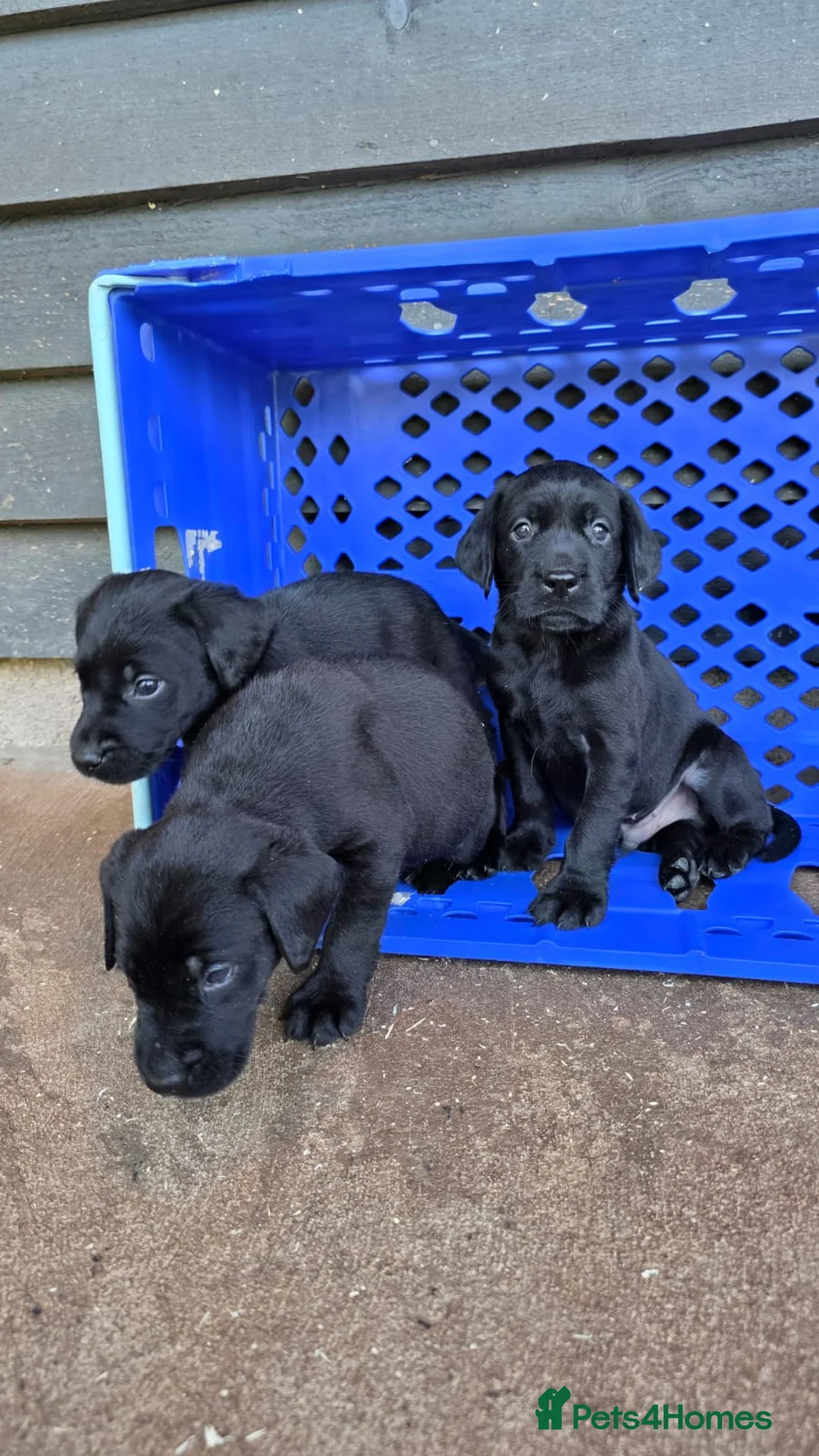 Labrador Retriever dogs for sale: Playful litter of gorgeous labradors,health tested - Advert 2