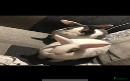 Mixed Breed rabbits for sale: Bonded female and male rabbits  - Image 2