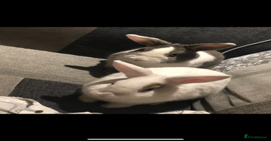 Mixed Breed rabbits - Advert 1