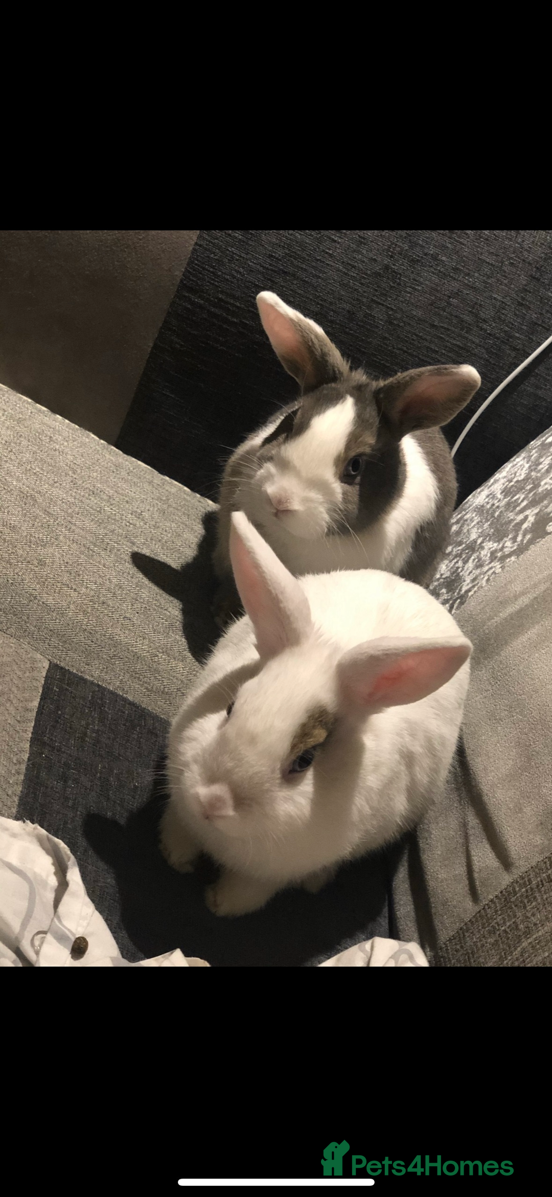 Mixed Breed rabbits for sale: Bonded female and male rabbits  - Image 2