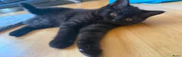 British Shorthair cats for sale: 🌟 British shorthair 🌟 - Advert 6