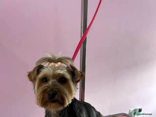Yorkshire Terrier dogs Yorkshire terrier boy puppy - Advert 5