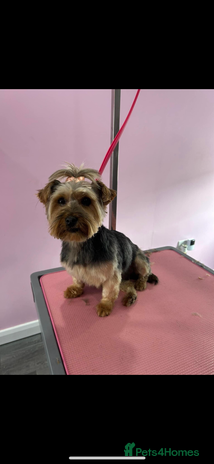 Yorkshire Terrier dogs Yorkshire terrier boy puppy - Advert 2