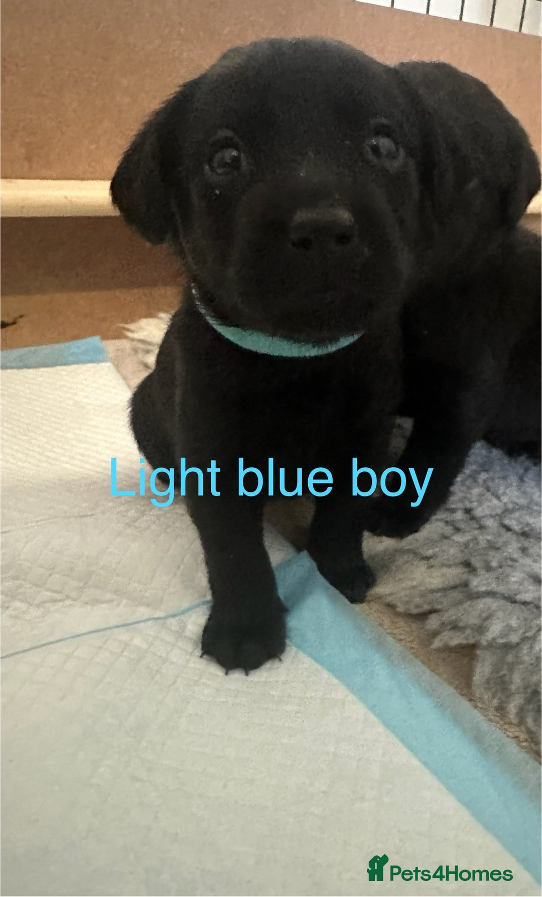 Labrador Retriever dogs for sale: Beautiful Labrador puppies - Advert 7