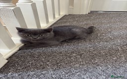 British Shorthair cats for sale: British shorthair  - Image 11