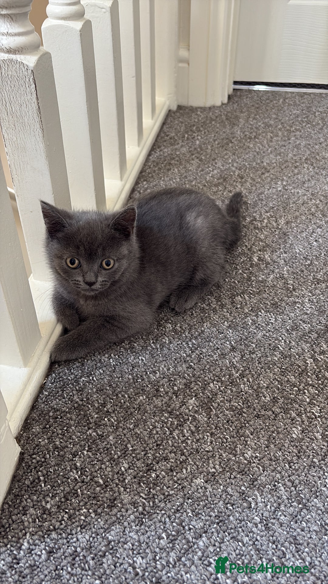 British Shorthair cats for sale: British shorthair  - Image 11