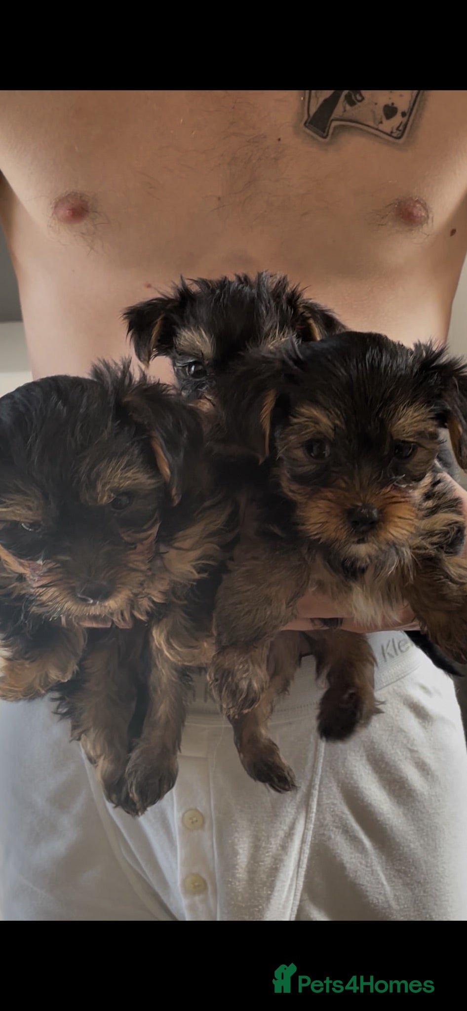 Yorkshire Terrier dogs KC REG FEMALE YORKSHIRE TERRIER PUPS, ready soon  - Advert 1
