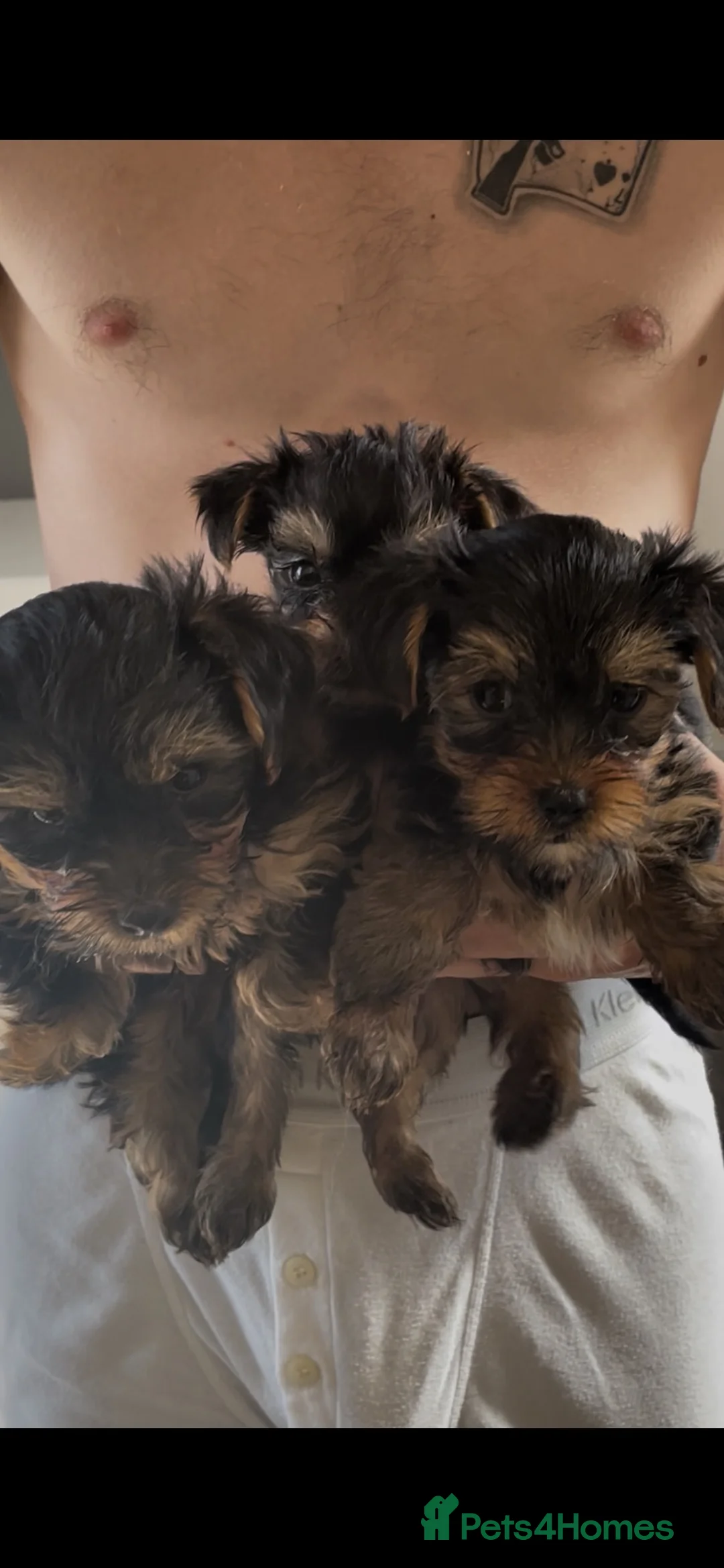 Yorkshire Terrier dogs for sale: KC REG FEMALE YORKSHIRE TERRIER PUPS, ready soon  - Advert 1