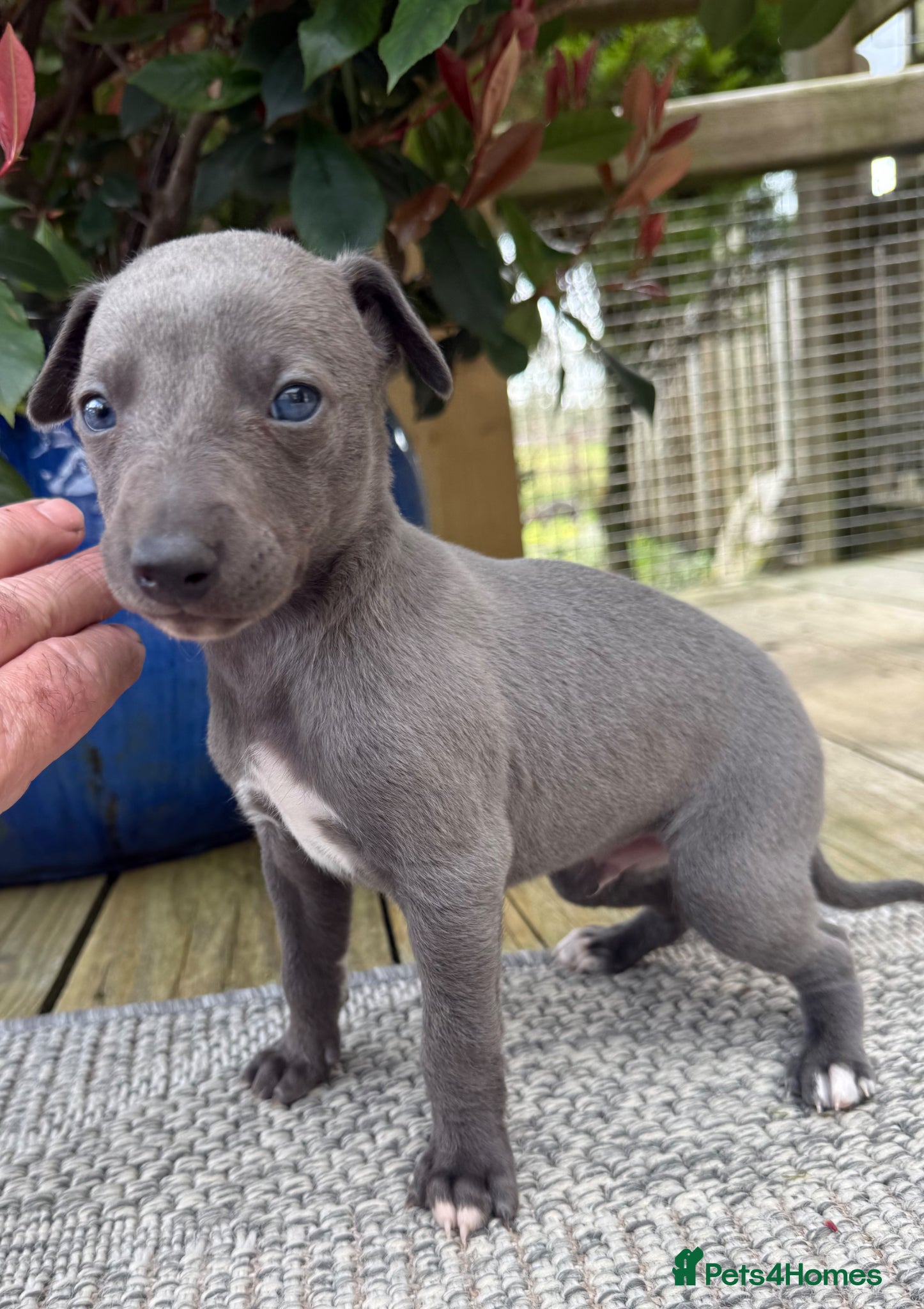 Whippet dogs Small Blue Whippets  - Advert 2