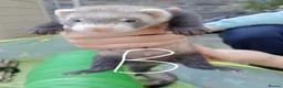 Ferret rodents for sale: Ferret kits Cinnamons also browns available  - Advert 15