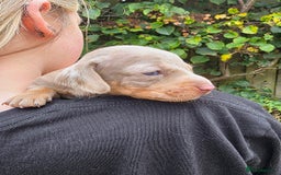 Miniature Dachshund dogs for sale: Beautiful KC registered miniature dachshund babies - Image 11