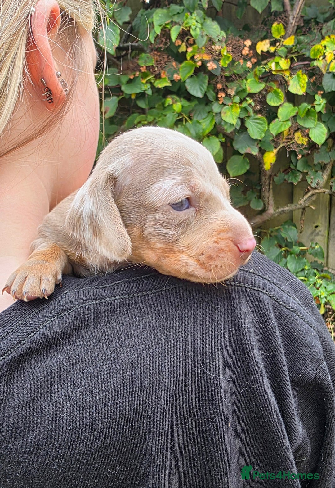 Miniature Dachshund dogs for sale: Beautiful KC registered miniature dachshund babies - Image 11