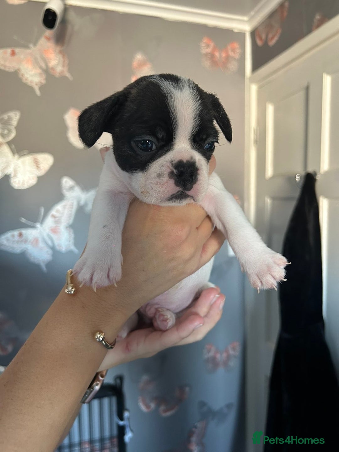 French Bulldog dogs for sale: Puppys  - Advert 12
