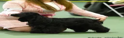 Cocker Spaniel dogs for sale: Real true show type puppies.  - Advert 10