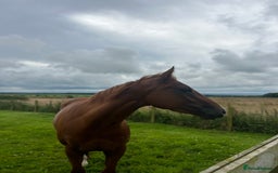 English Thoroughbred horses for sale: Dream 4 year old thoroughbred mare - Image 6