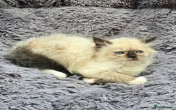 Ragdoll cats for sale: GCCF registered Ragdoll kittens  - Image 17
