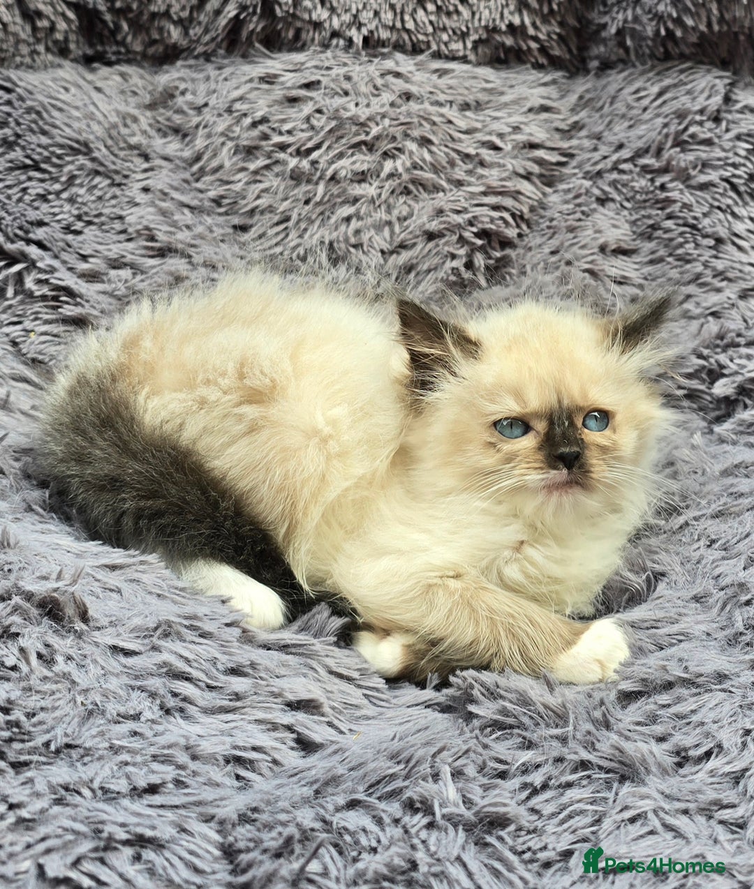 Ragdoll cats for sale: GCCF registered Ragdoll kittens  - Image 17