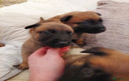 Belgian Shepherd Dog dogs for sale: Belgium malinois pups dad kc regged  - Advert 5