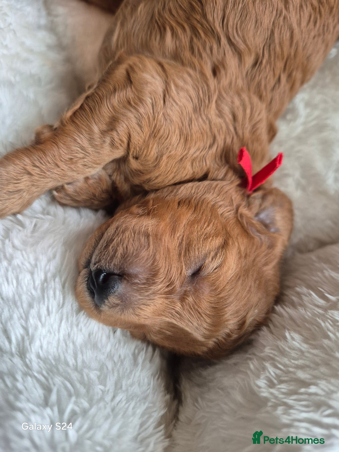 Cavapoo dogs for sale: 🧸 5 Cavapoo Puppies Oxfordshire 🧸 - Advert 3