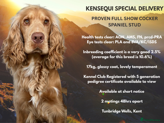 Cocker Spaniel dogs PROVEN STUD 100% show cocker, KC REG, Clear health in Tonbridge - Advert 18