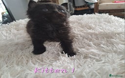 Mixed Breed cats for sale: 4 Stunning kittens for sale - Image 5