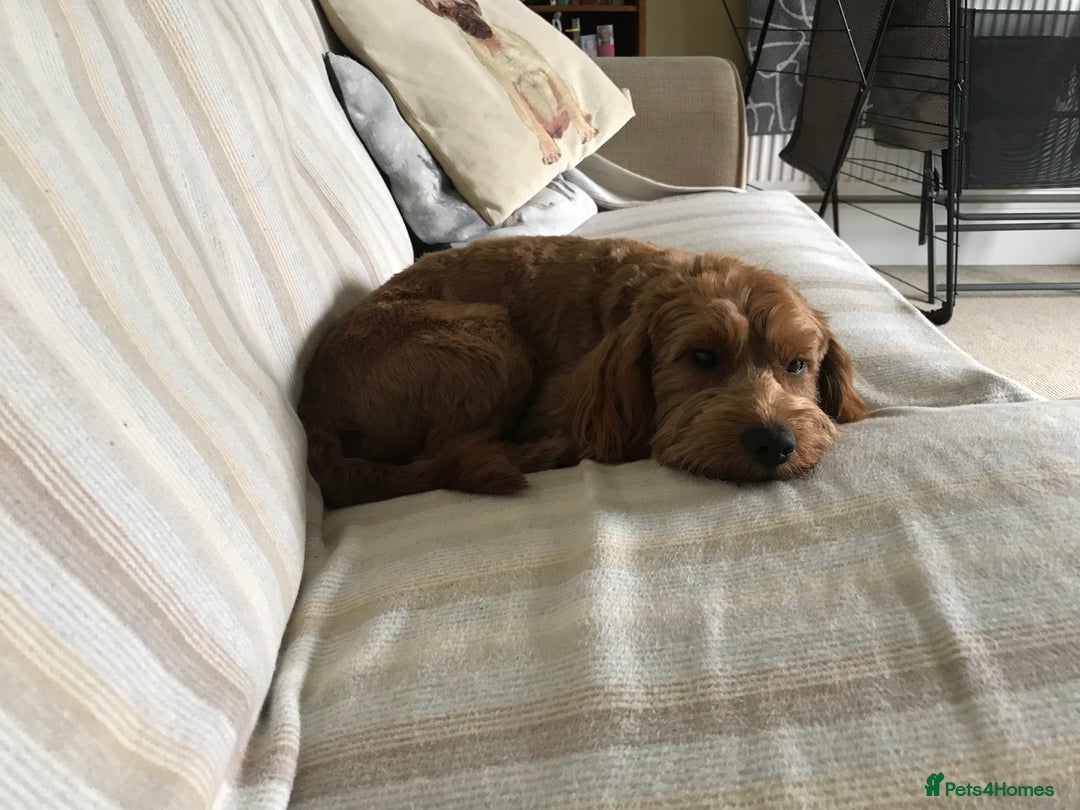 Cockapoo dogs for stud: Male Cockapoo  - Image 2
