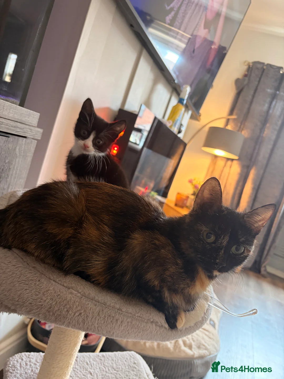 Mixed Breed cats for sale: Kitten needing a home 🩵 - Advert 2