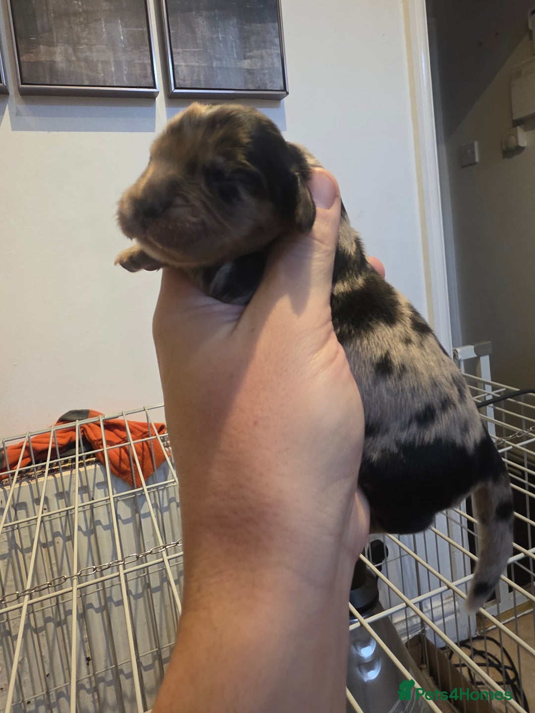 Cocker Spaniel dogs for sale: Kc registered litter - Advert 1