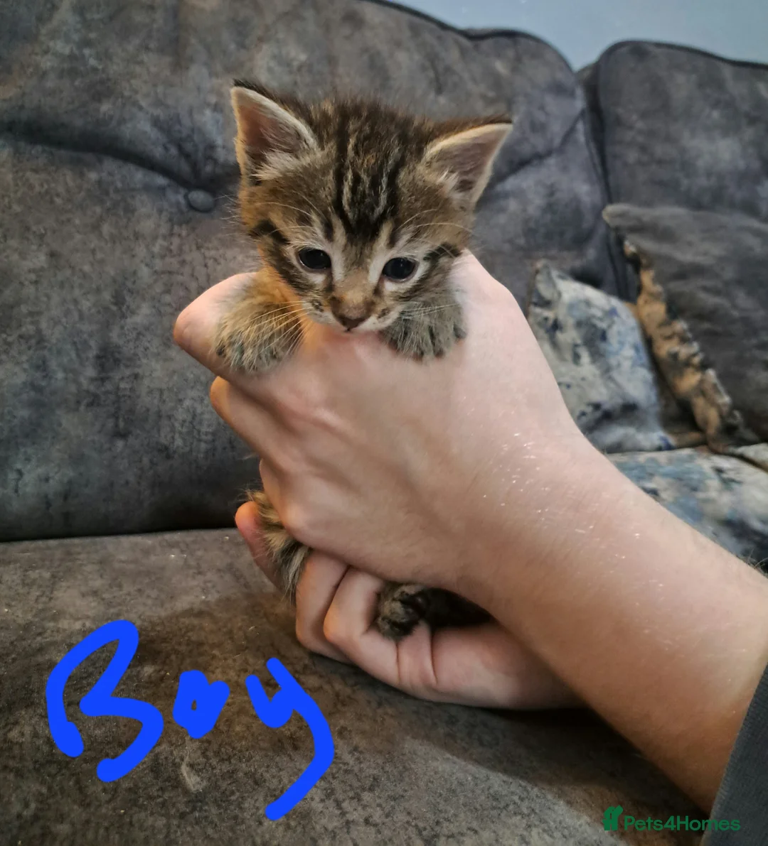 Ragdoll cats for sale: Stunning ragdoll cross tabby kittens  - Advert 11