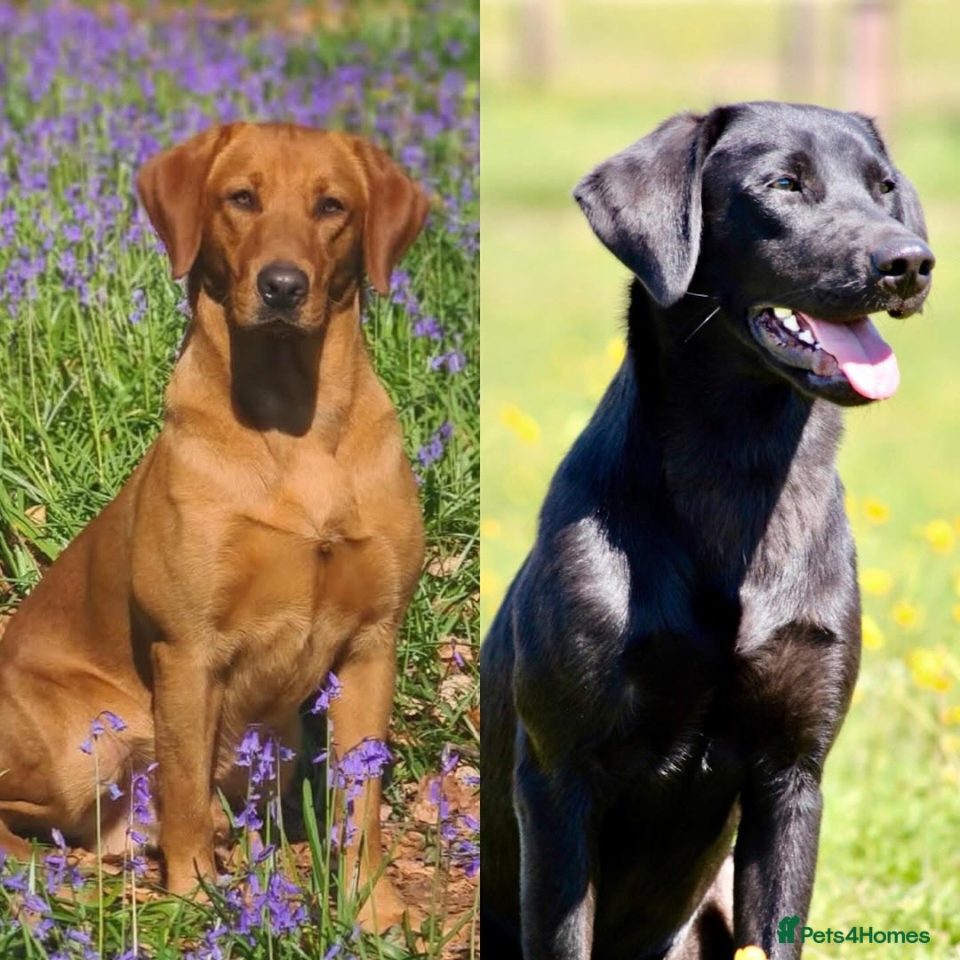 Labrador Retriever dogs for sale: Gorgeous litter of Labrador KC puppies for sale.  - Advert 9