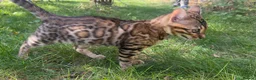 Bengal cats for sale: TICA Registered Bengal Kitten - Stunning Rosettes - Advert 20