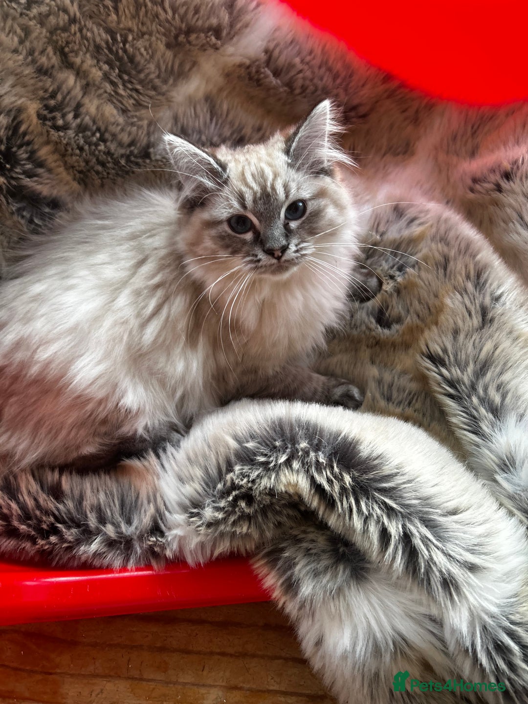 Ragdoll cats for sale: 5 STUNNING RAGDOLL KITTENS AVAILABLE NOW - Advert 15