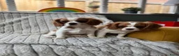 Cavalier King Charles Spaniel dogs for sale: 2 Blenheim cavalier King Charles spaniel boys  - Advert 1