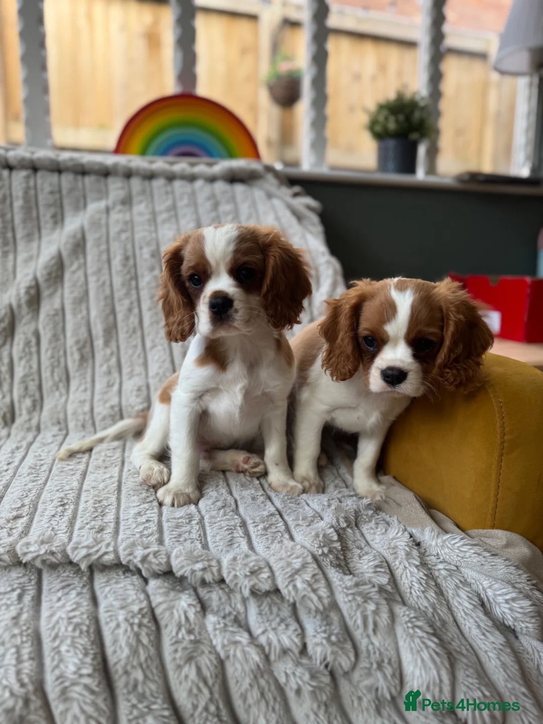 Cavalier King Charles Spaniel dogs for sale: 2 Blenheim cavalier King Charles spaniel boys  - Advert 1