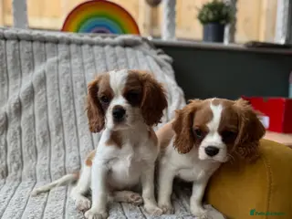 Cavalier King Charles Spaniel dogs 2 Blenheim cavalier King Charles spaniel boys - Advert 1