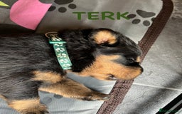 Rottweiler dogs for sale: Family bred and loved Rottweiller puppies - Image 7