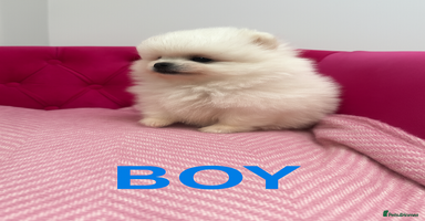 Pomeranian dogs - Advert 6