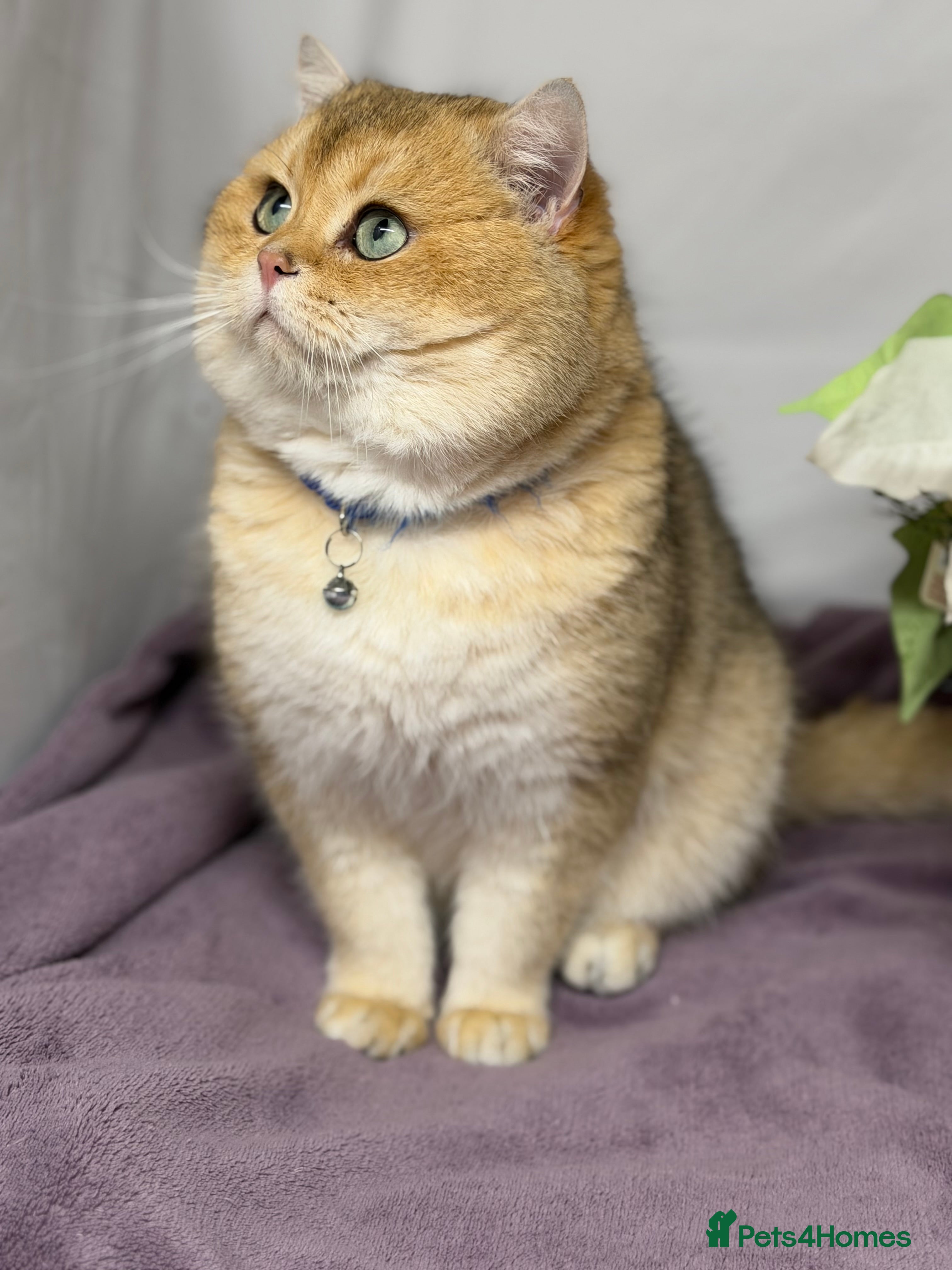 British Shorthair cats British shorthair Golden lovely stud boy GCCF - Advert 1