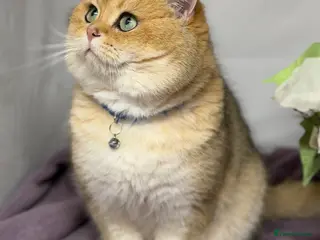 British Shorthair cats British shorthair Golden lovely stud boy GCCF - Advert 1