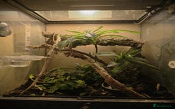 Gecko reptiles for sale: Bauers Chameleon Geckos & Set up - Image 4
