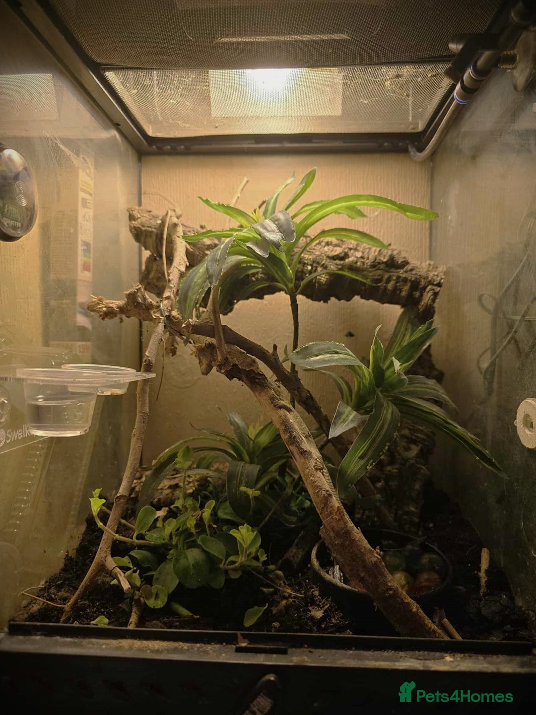 Gecko reptiles for sale: Bauers Chameleon Geckos & Set up - Image 4
