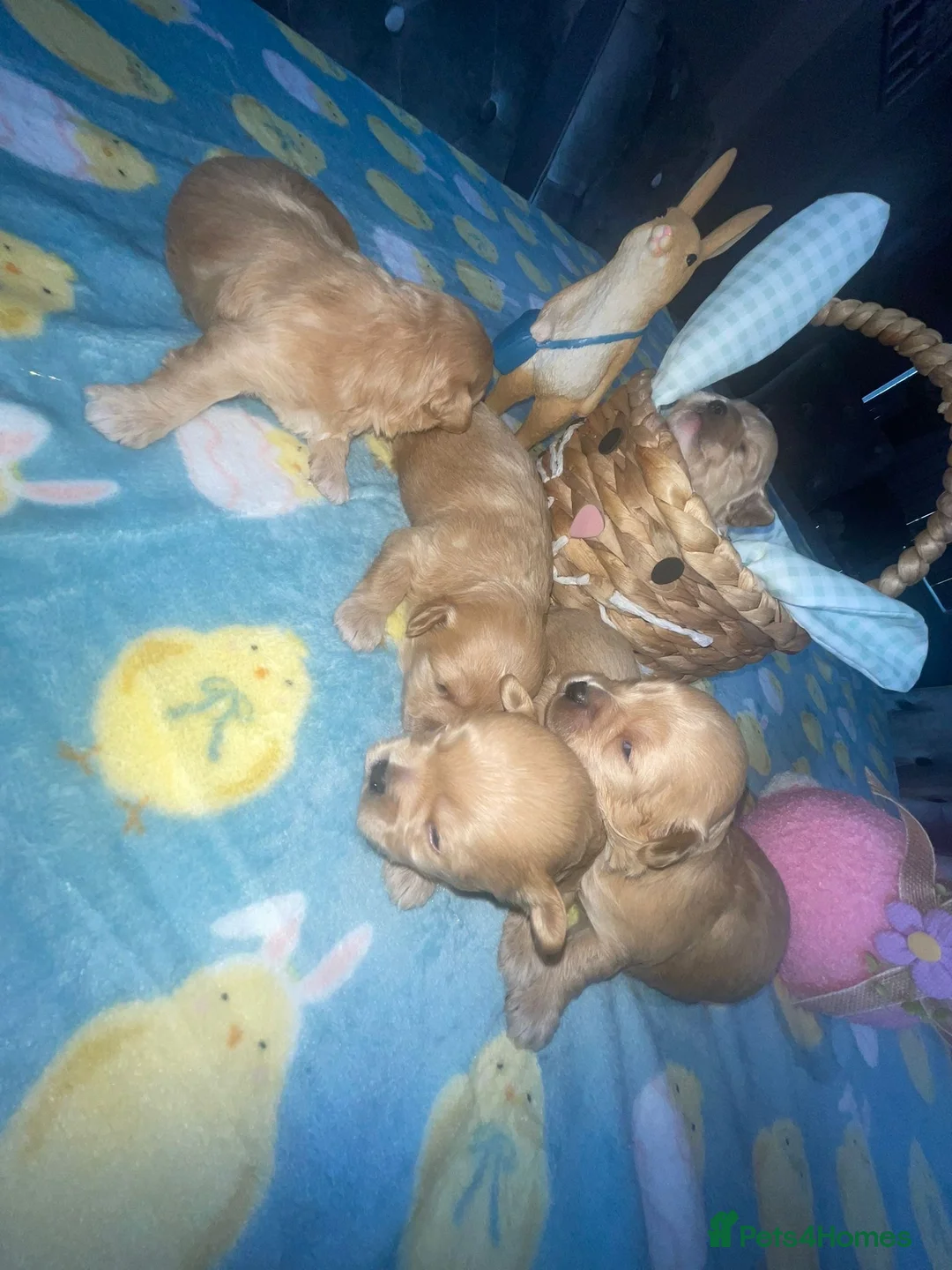 Maltipoo dogs for sale: F1 Maltipoo in Blackpool - Advert 1