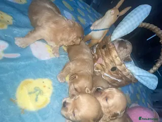 Maltipoo dogs F1 Maltipoo in Blackpool - Advert 1