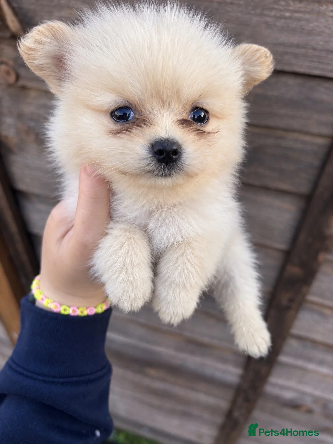 Pomeranian dogs for sale: 3 stunning Pomeranian puppies for sale  - Advert 12